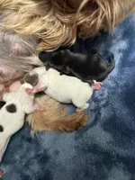 Fanta , a female Yorkshire Terrier for sale in Roseville, CA – Photo 2 of 10