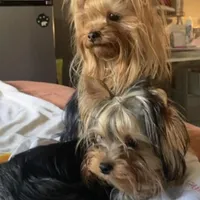 Fanta Undocked , a female Yorkshire Terrier for sale in Roseville, CA – Photo 8 of 10