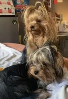 Fanta , a female Yorkshire Terrier for sale in Roseville, CA – Photo 8 of 10