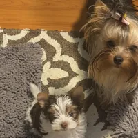 Fanta Undocked , a female Yorkshire Terrier for sale in Roseville, CA – Photo 10 of 10