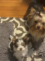 Fanta , a female Yorkshire Terrier for sale in Roseville, CA – Photo 10 of 10