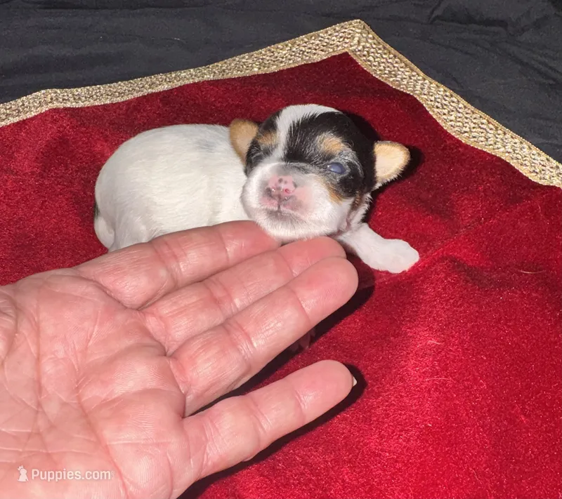 Tunde  – Yorkshire Terrier puppy for sale in Roseville, CA