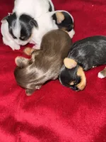 Tunde , a male Yorkshire Terrier for sale in Roseville, CA – 9 of 10