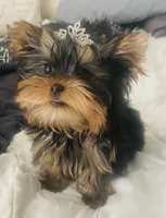 Tunde , a male Yorkshire Terrier for sale in Roseville, CA – 4 of 10