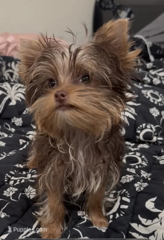 Ivys chocolate gal UNDOCKED  – Yorkshire Terrier puppy for sale in Roseville, CA