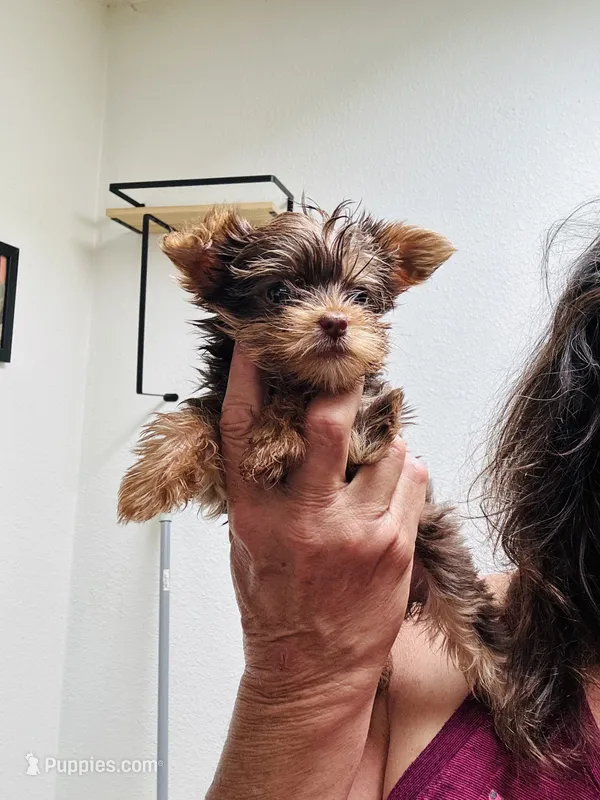 Ivys chocolate gal UNDOCKED  – Yorkshire Terrier puppy for sale in Roseville, CA