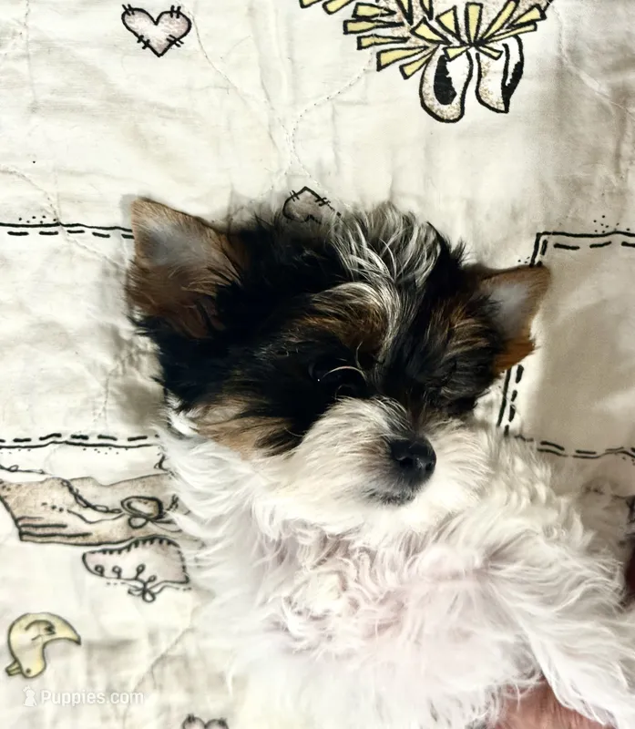 Tunde  – Yorkshire Terrier puppy for sale in Roseville, CA