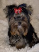 Mamandi , a female Yorkshire Terrier for sale in Roseville, CA – 2 of 9
