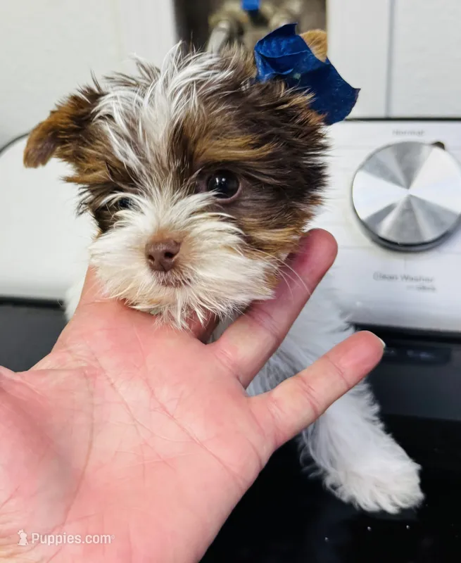 Senneh, Male  (undocked) – Yorkshire Terrier puppy for sale in Roseville, CA