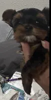 Mamandi , a female Yorkshire Terrier for sale in Roseville, CA – 5 of 9