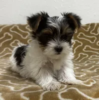 Abeni , a female Yorkshire Terrier for sale in Roseville, CA – 5 of 8