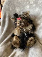 Mamandi , a female Yorkshire Terrier for sale in Roseville, CA – 3 of 9