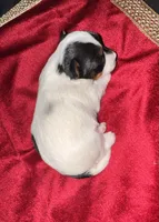 Tunde , a male Yorkshire Terrier for sale in Roseville, CA – 3 of 10