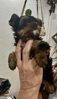 Mamandi , a female Yorkshire Terrier for sale in Roseville, CA – 8 of 9