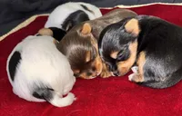 Fatima , a female Yorkshire Terrier for sale in Roseville, CA – 6 of 10