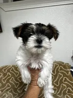 Tunde , a male Yorkshire Terrier for sale in Roseville, CA – 5 of 8