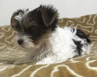 Abeni , a female Yorkshire Terrier for sale in Roseville, CA – 3 of 8