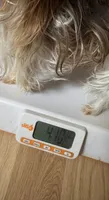 Ivys chocolate gal UNDOCKED , a female Yorkshire Terrier for sale in Roseville, CA – 4 of 9