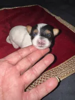 Tunde , a male Yorkshire Terrier for sale in Roseville, CA – 2 of 10