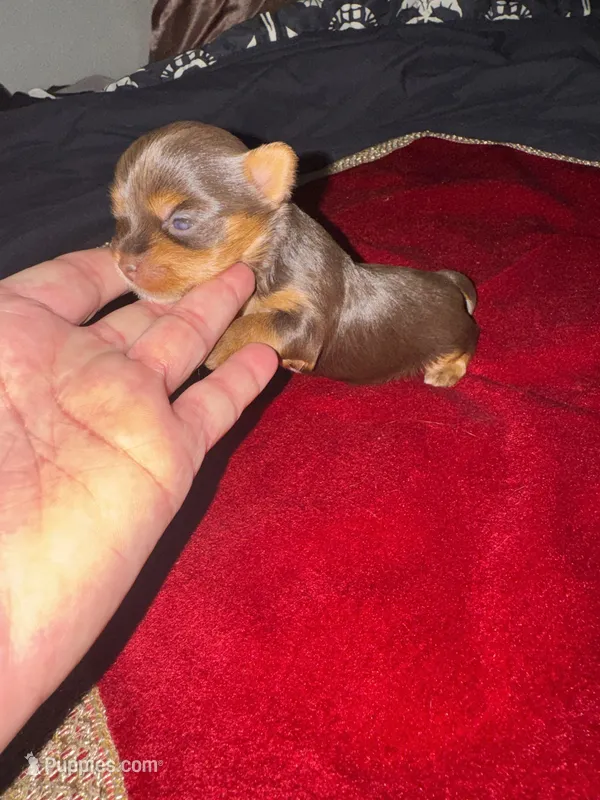 Fatima  – Yorkshire Terrier puppy for sale in Roseville, CA