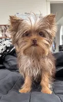 Ivys chocolate gal UNDOCKED , a female Yorkshire Terrier for sale in Roseville, CA – 3 of 10