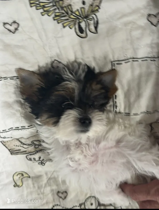 Parti boy  – Yorkshire Terrier puppy for sale in Roseville, CA