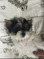 Parti boy , a male Yorkshire Terrier for sale in Roseville, CA – 1 of 3