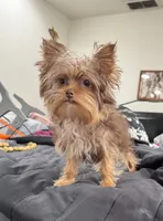 Ivys chocolate gal UNDOCKED , a female Yorkshire Terrier for sale in Roseville, CA – 2 of 10