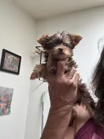 Ivys chocolate gal UNDOCKED , a female Yorkshire Terrier for sale in Roseville, CA – 5 of 9