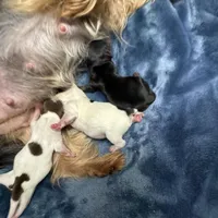 Undocked Morocco, a male Yorkshire Terrier for sale in Roseville, CA – Photo 1 of 3