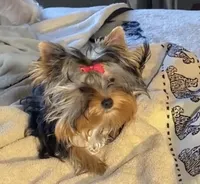 Tinsey  baby boy Undocked Morocco, a male Yorkshire Terrier for sale in Roseville, CA – Photo 2 of 5