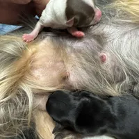 Undocked Morocco, a male Yorkshire Terrier for sale in Roseville, CA – Photo 2 of 3