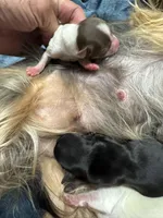 Morocco, a male Yorkshire Terrier for sale in Roseville, CA – Photo 2 of 3