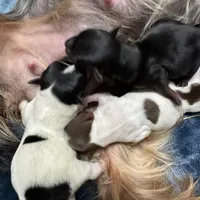 Undocked Morocco, a male Yorkshire Terrier for sale in Roseville, CA – Photo 3 of 3