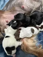 Morocco, a male Yorkshire Terrier for sale in Roseville, CA – Photo 3 of 3