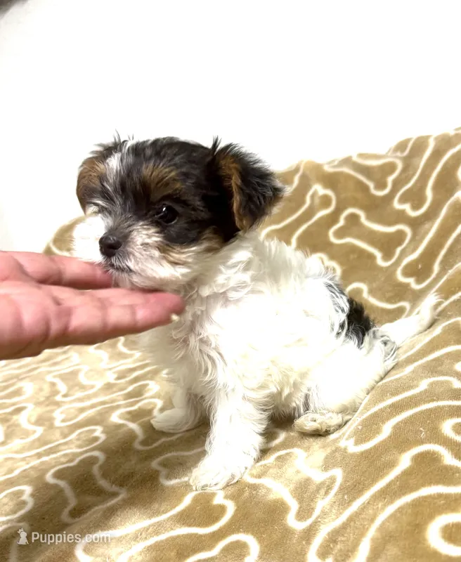 Tunde  – Yorkshire Terrier puppy for sale in Roseville, CA