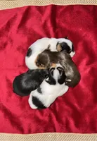 Fatima , a female Yorkshire Terrier for sale in Roseville, CA – 10 of 10