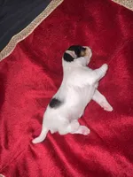Abeni , a female Yorkshire Terrier for sale in Roseville, CA – 4 of 10