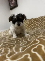Tunde , a male Yorkshire Terrier for sale in Roseville, CA – 7 of 8