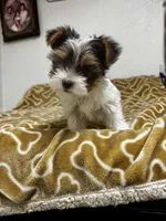 Abeni , a female Yorkshire Terrier for sale in Roseville, CA – 6 of 8