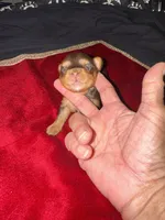 Fatima , a female Yorkshire Terrier for sale in Roseville, CA – 2 of 10