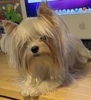 Fatima , a female Yorkshire Terrier for sale in Roseville, CA – 5 of 10