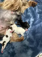 Dubai Chocolate , a male Yorkshire Terrier for sale in Roseville, CA – Photo 10 of 10