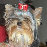 Undocked Dubai Chocolate , a male Yorkshire Terrier for sale in Roseville, CA – Photo 7 of 10