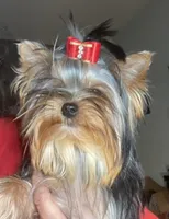 Dubai Chocolate , a male Yorkshire Terrier for sale in Roseville, CA – Photo 7 of 10