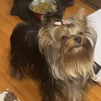 Undocked Dubai Chocolate , a male Yorkshire Terrier for sale in Roseville, CA – Photo 5 of 10