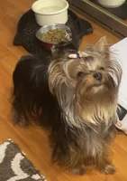 Dubai Chocolate , a male Yorkshire Terrier for sale in Roseville, CA – Photo 5 of 10