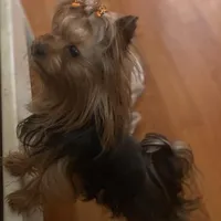 Undocked Dubai Chocolate , a male Yorkshire Terrier for sale in Roseville, CA – Photo 6 of 10