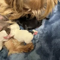 Undocked Dubai Chocolate , a male Yorkshire Terrier for sale in Roseville, CA – Photo 2 of 10