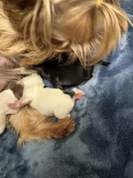 Dubai Chocolate , a male Yorkshire Terrier for sale in Roseville, CA – Photo 2 of 10